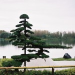 チャボヒバ - 国際園芸博覧会「フロリアード2002」金賞受賞作品